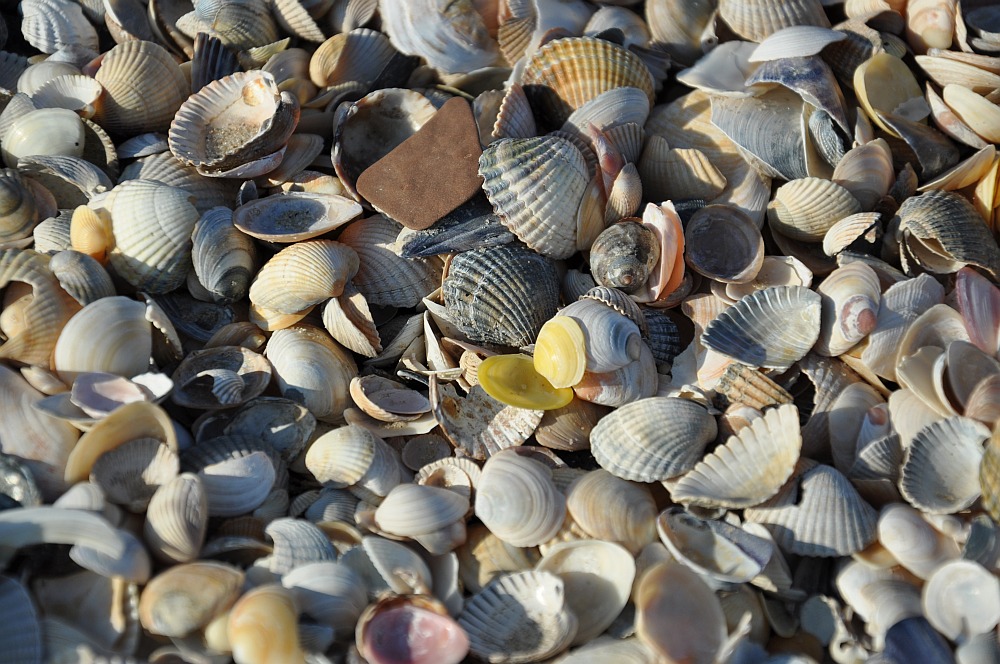 Muscheln