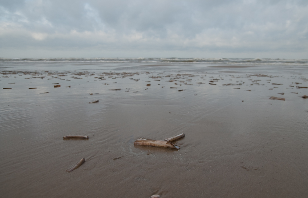 Muscheln2