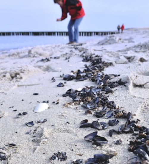 Muschelsuche an der Ostsee