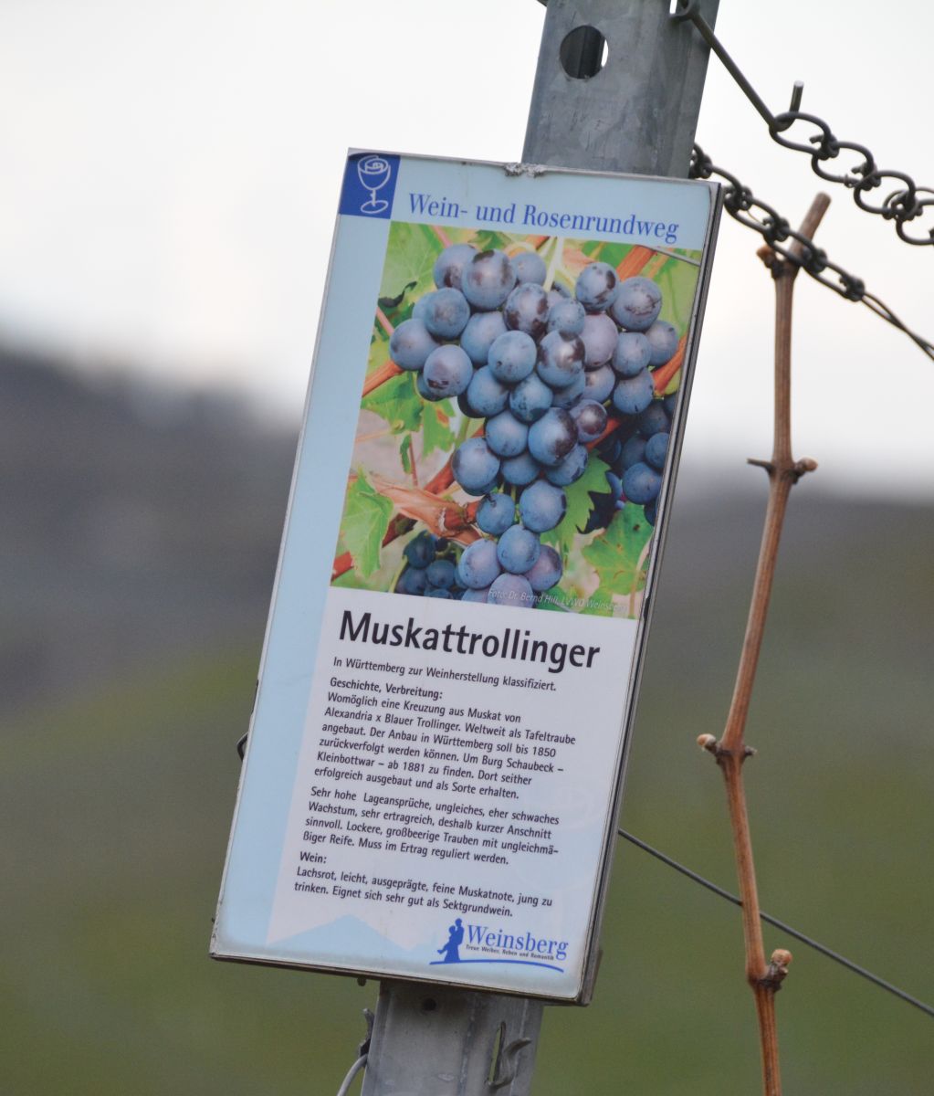 Muskattrollinger_klein.jpg