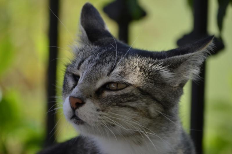 Mutterkatze