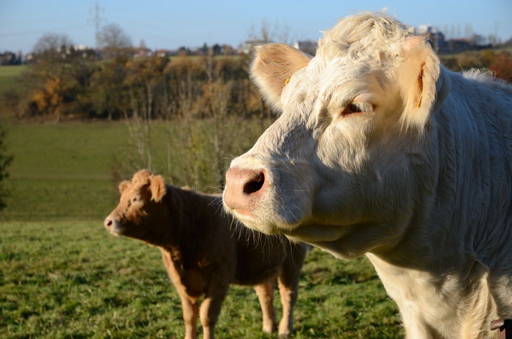Mutterkuh mit Kalb