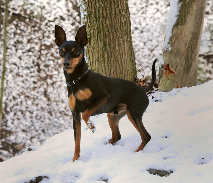my dog tyson...sweet