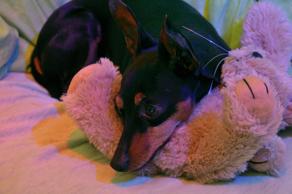my dog