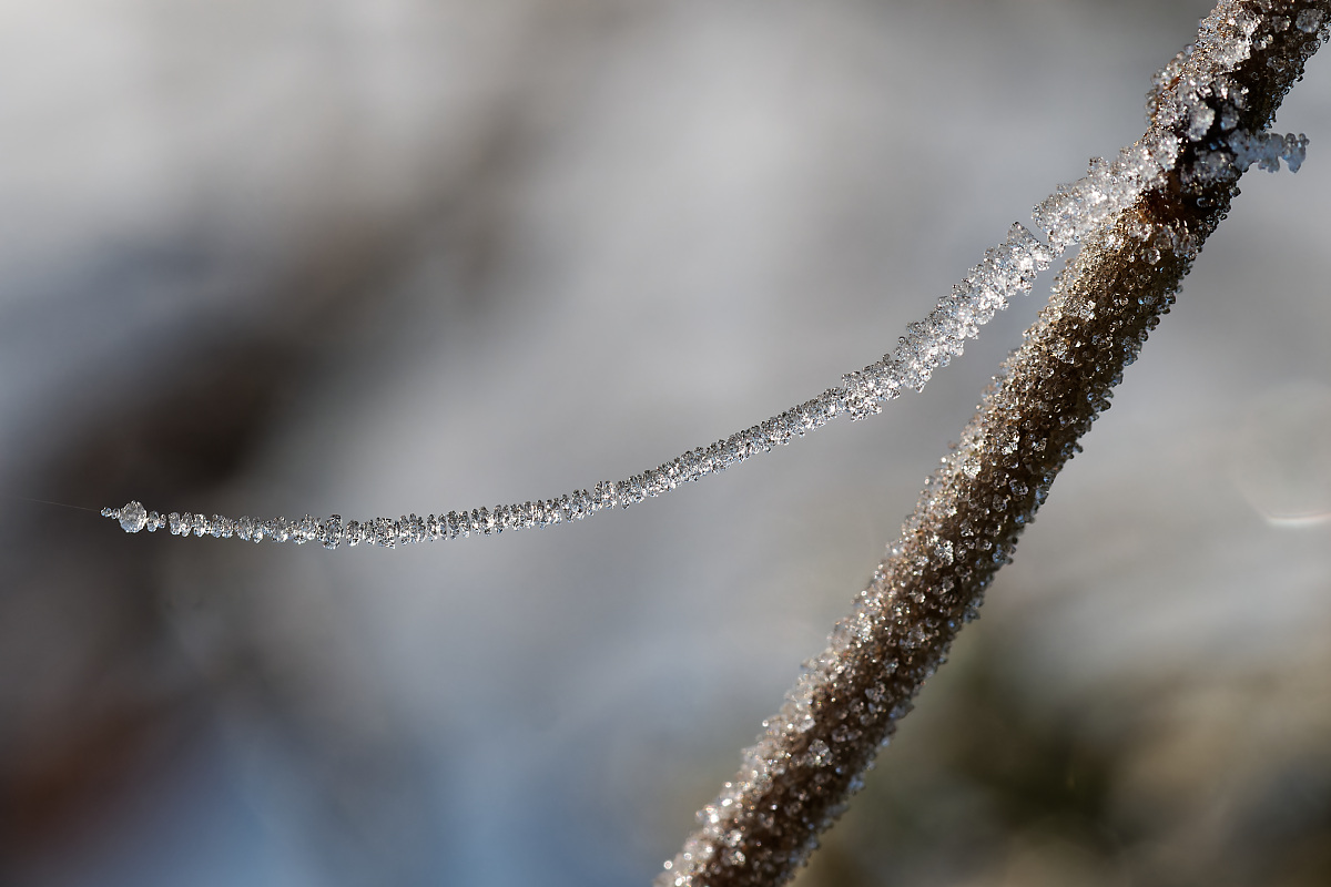 N1188673nikon.jpg