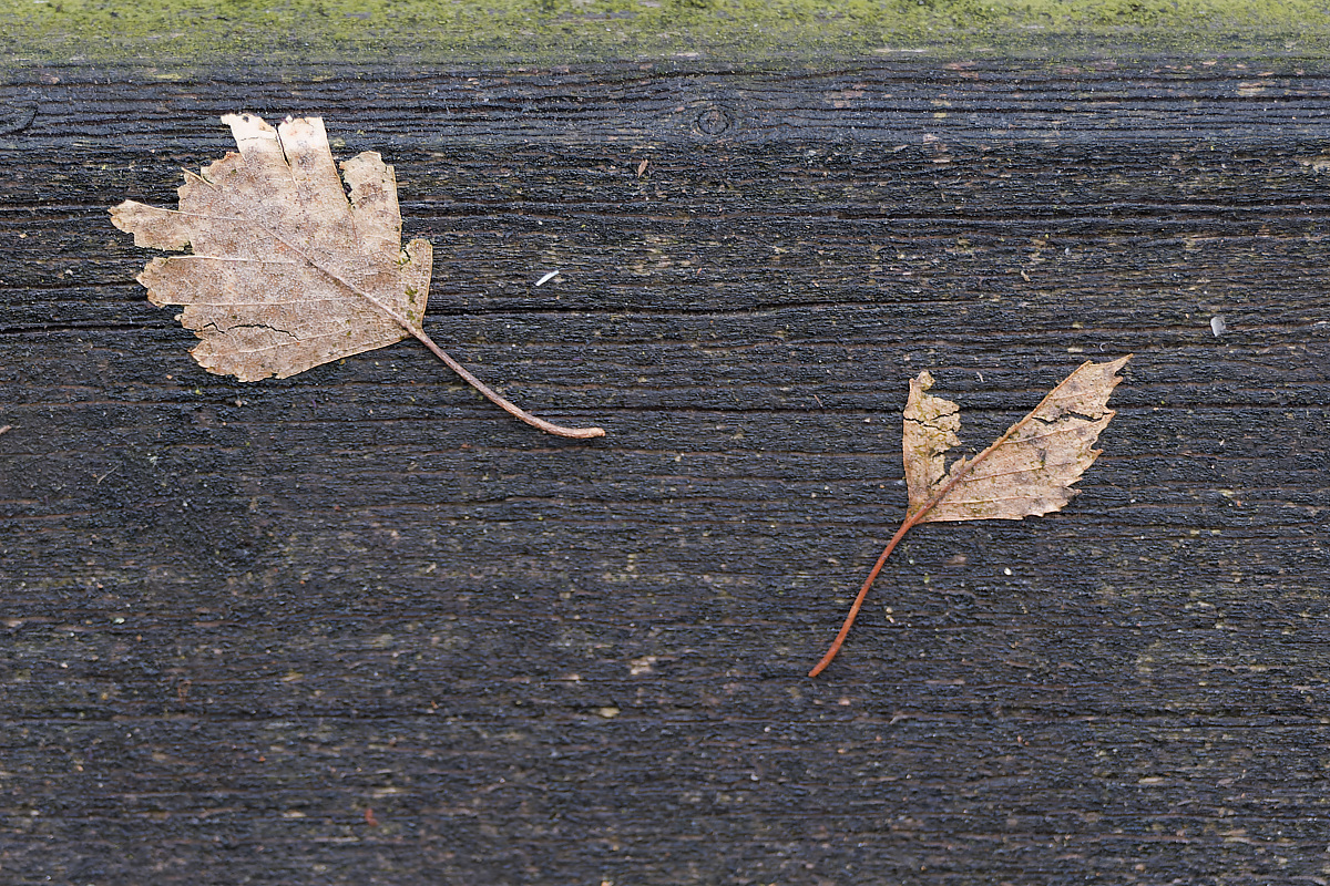 N2115169nikon.jpg