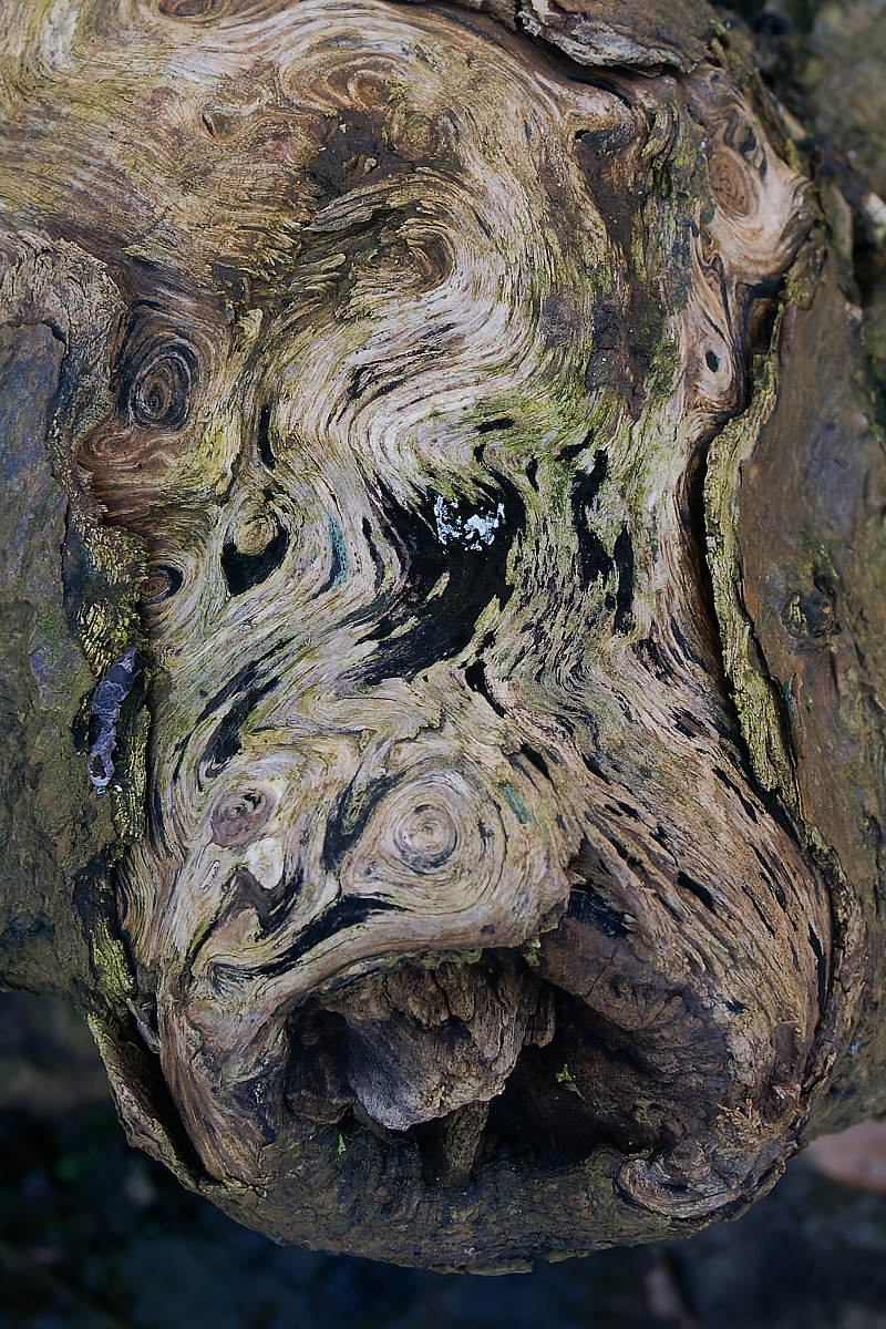 N3147347nikon.jpg