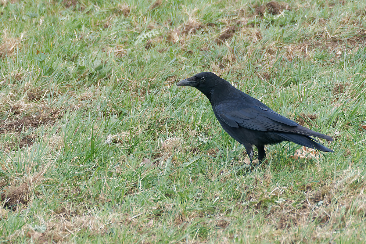 N3312525nikon.jpg