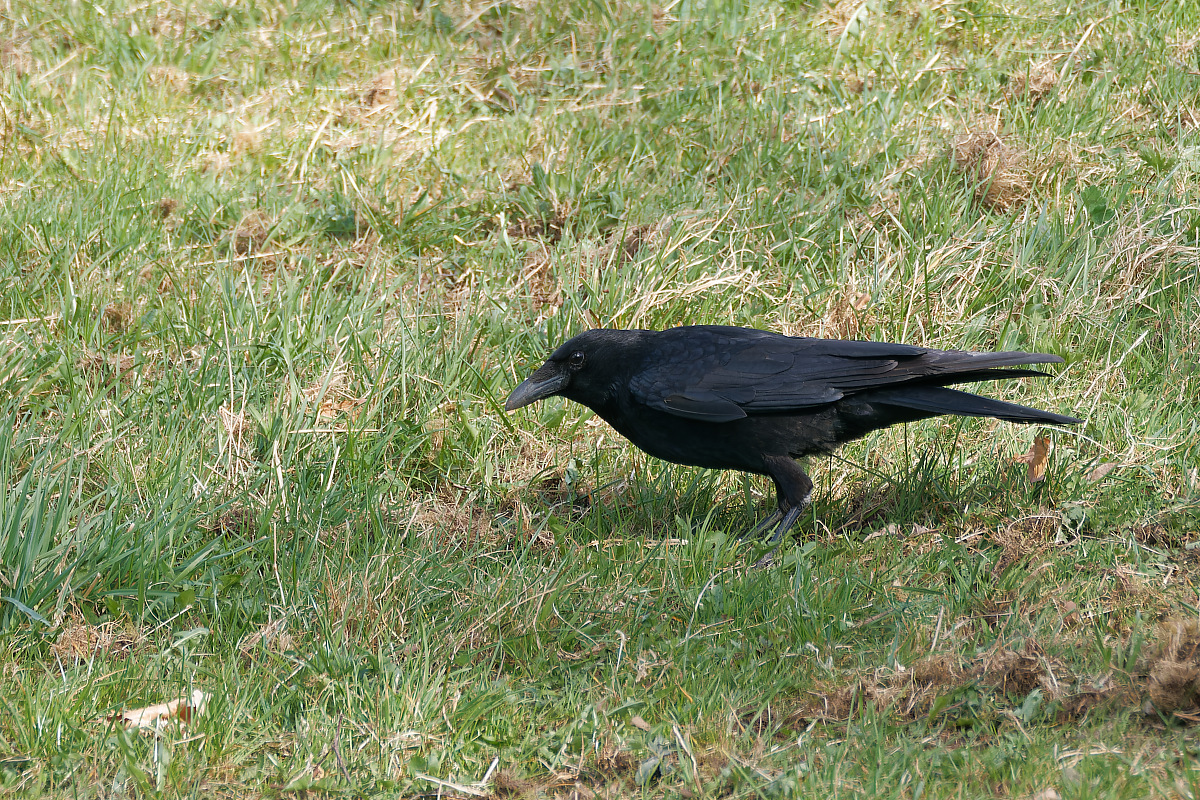 N3312531nikon.jpg