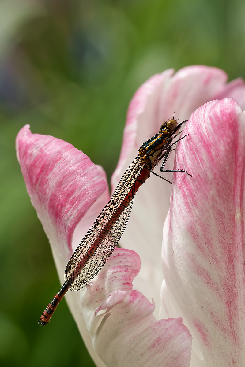 N4214013nikon.jpg