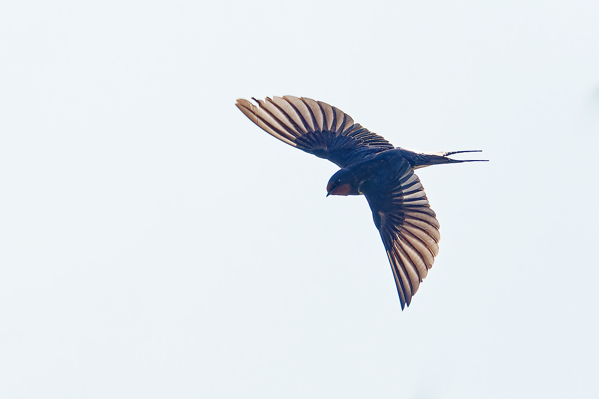 N5157330nikon-1.jpg