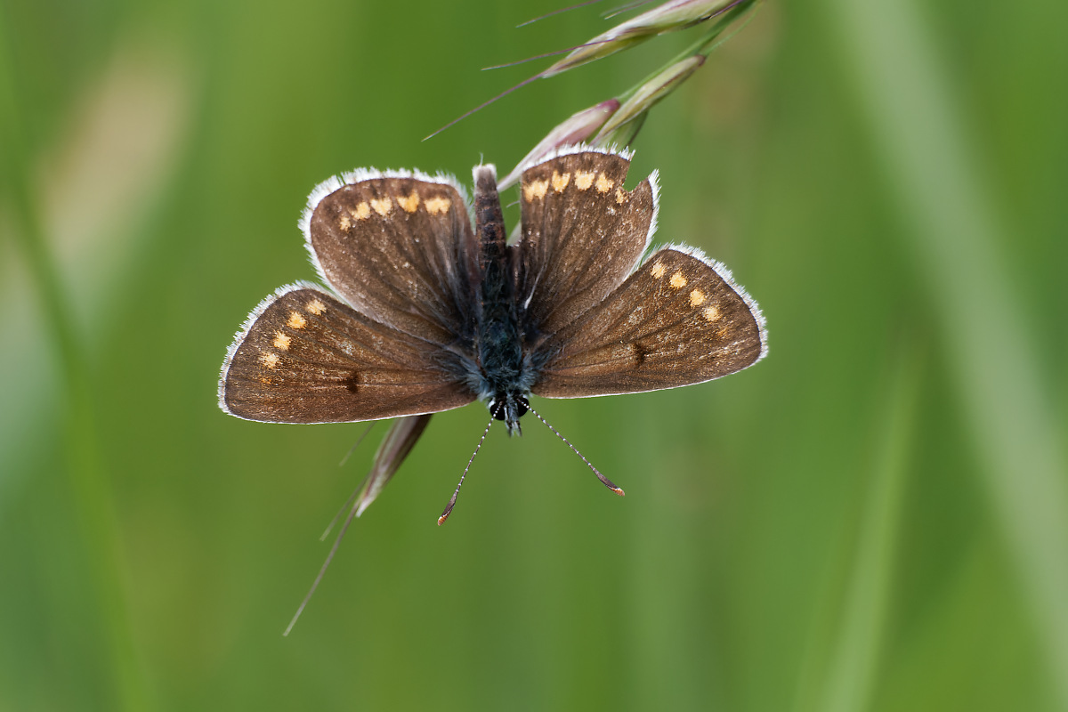 N5261514nikon.jpg