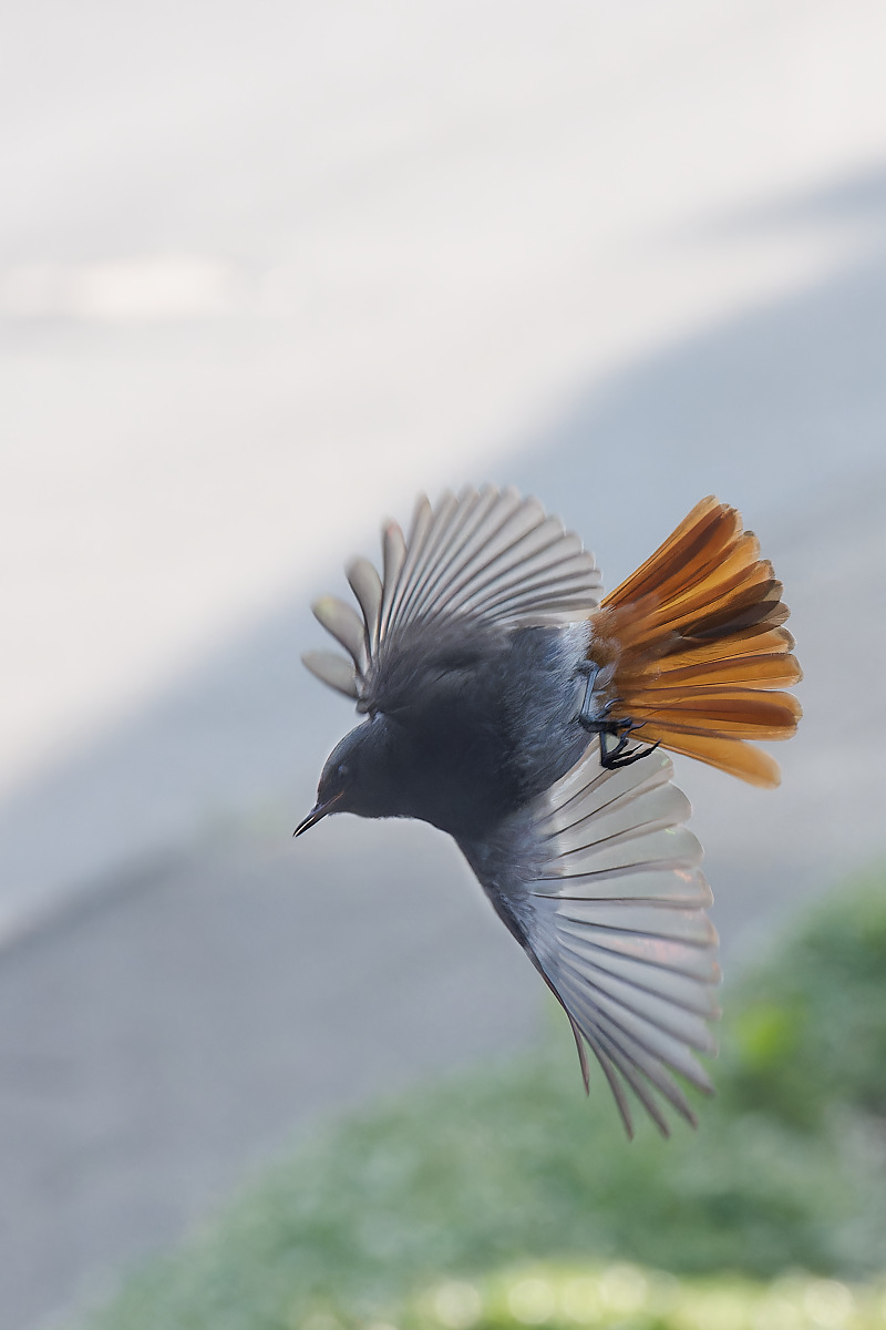 N5268641nikon-1.jpg