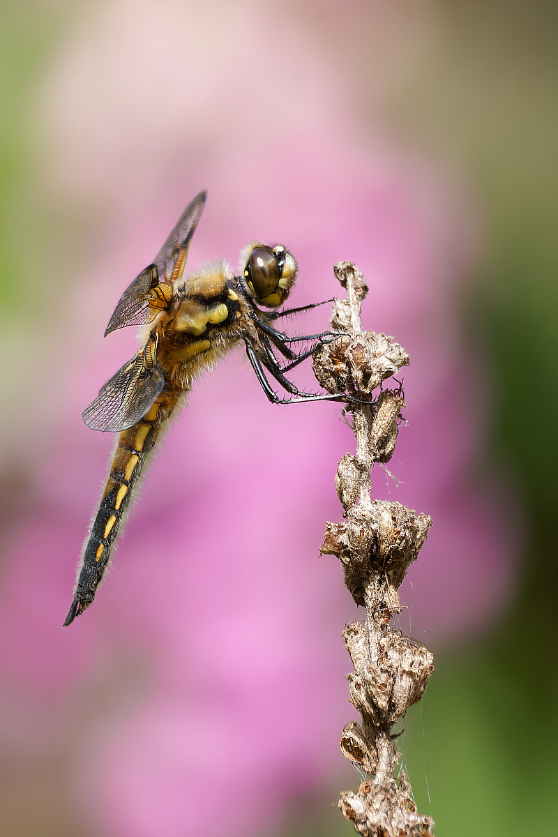 N5319317nikon.jpg