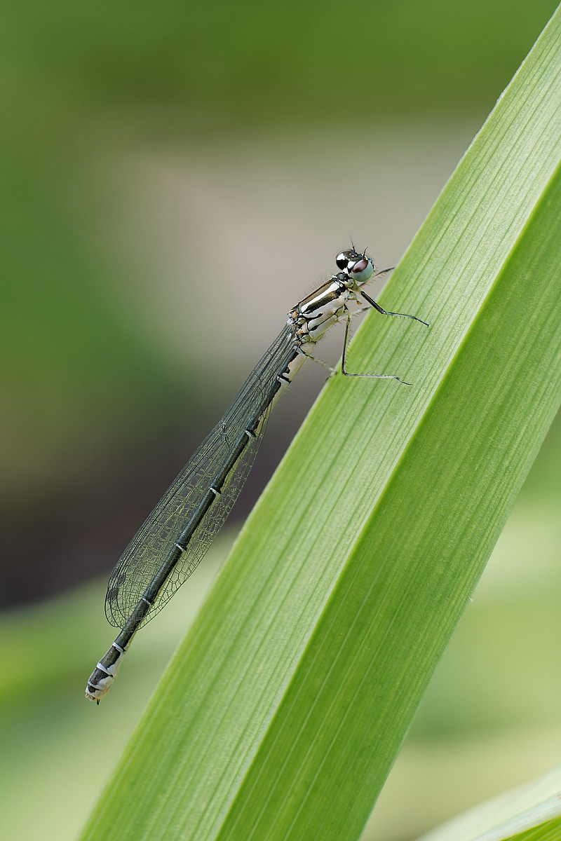 N6019422nikon.jpg