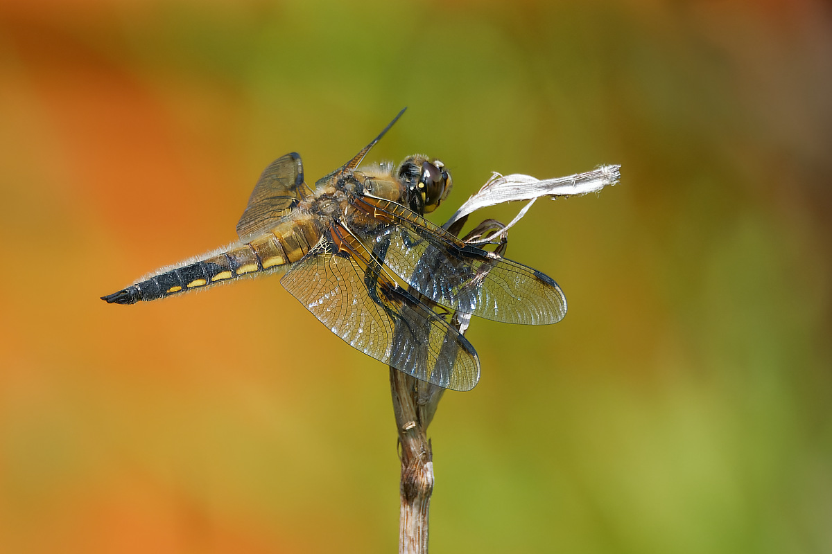 N6039689nikon.jpg