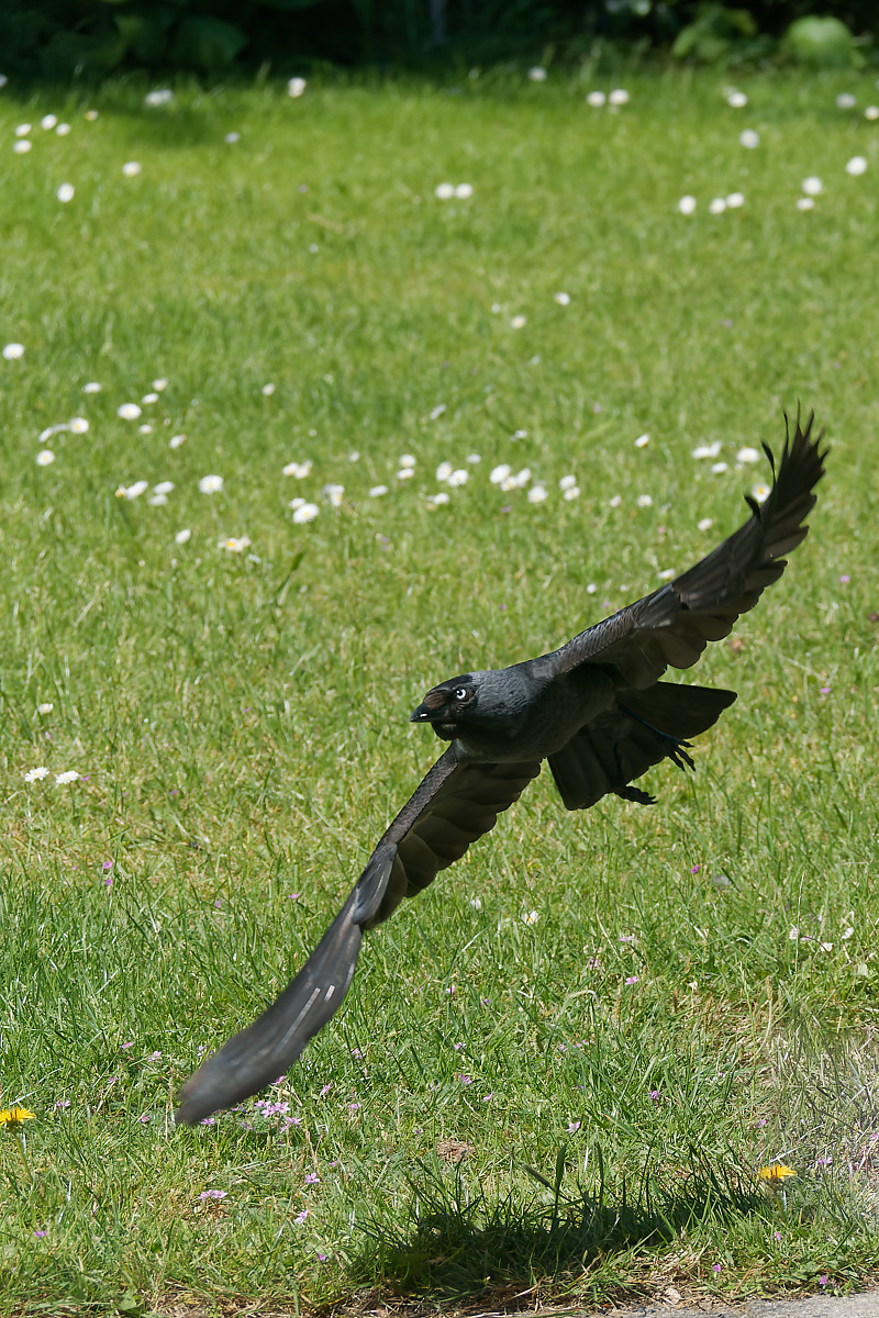 N6051888nikon.jpg
