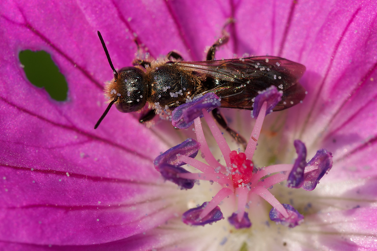 N6099796nikon.jpg