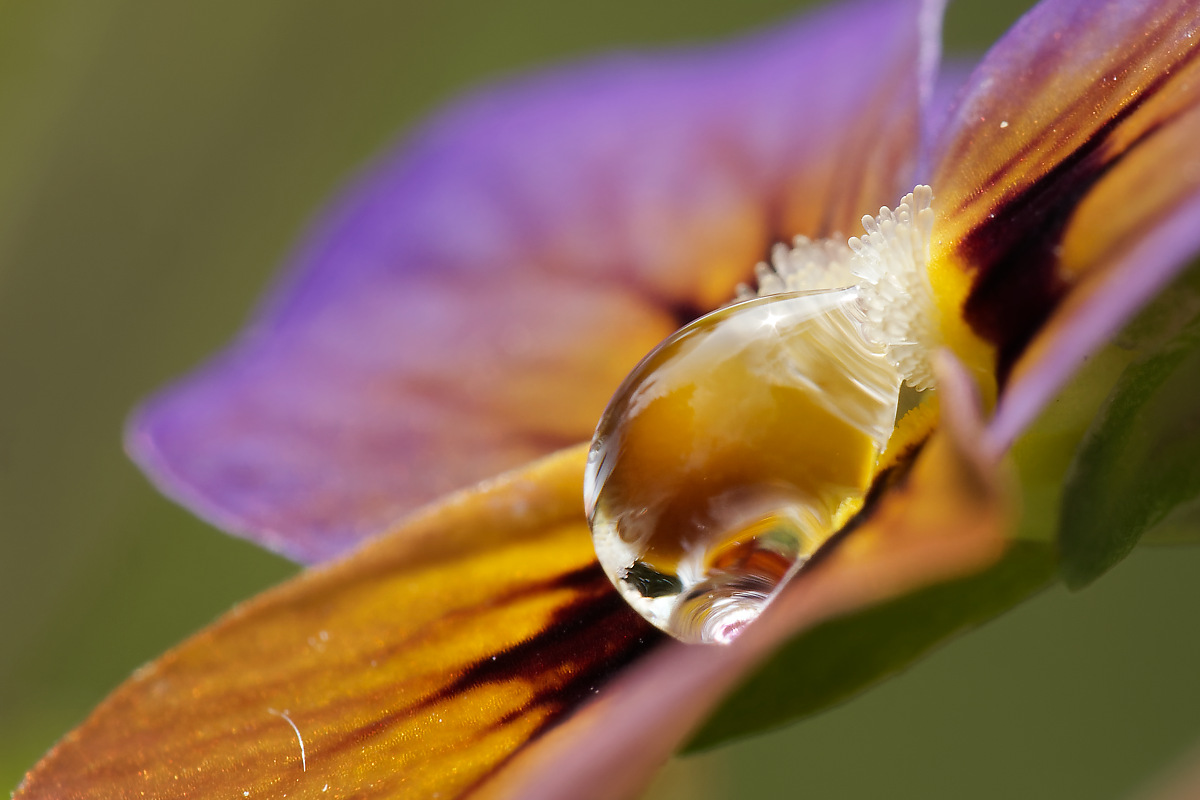 N6099833nikon.jpg