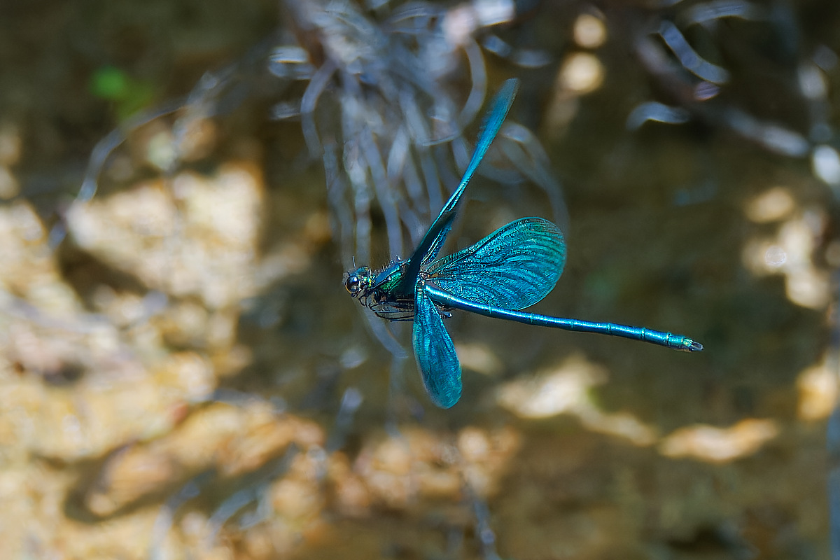 N6130134nikon.jpg