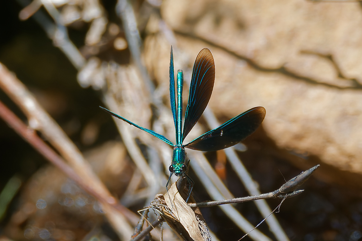 N6130372nikon.jpg