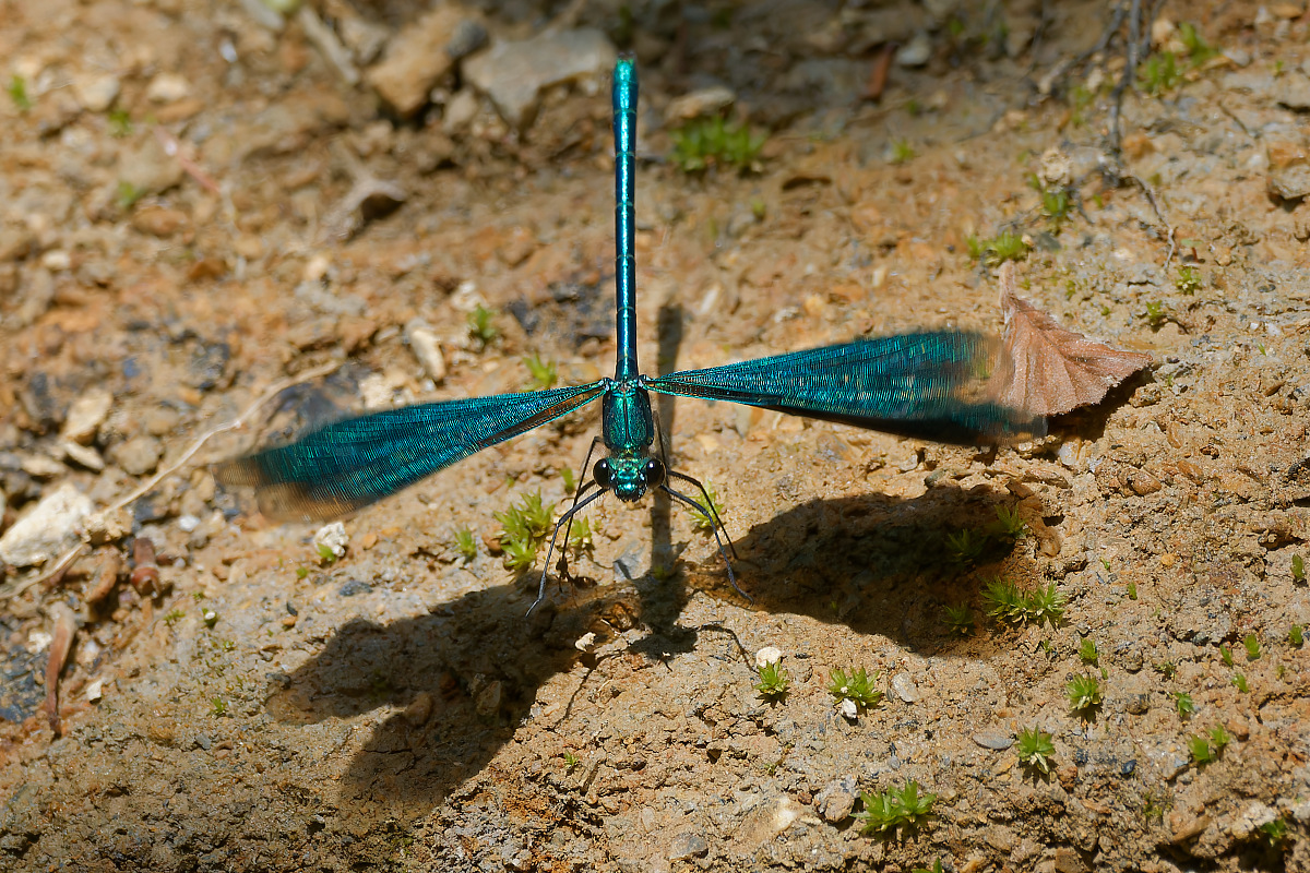 N6130467nikon.jpg