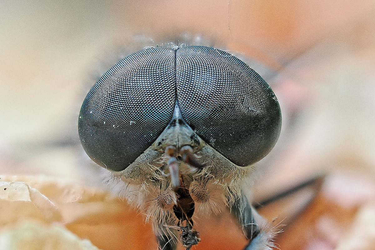 N6262030nikon.jpg