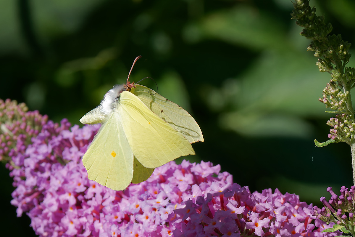 N6292434nikon.jpg
