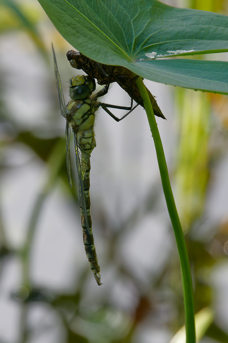N7032962nikon.jpg