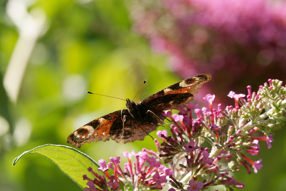 N7093317nikon.jpg