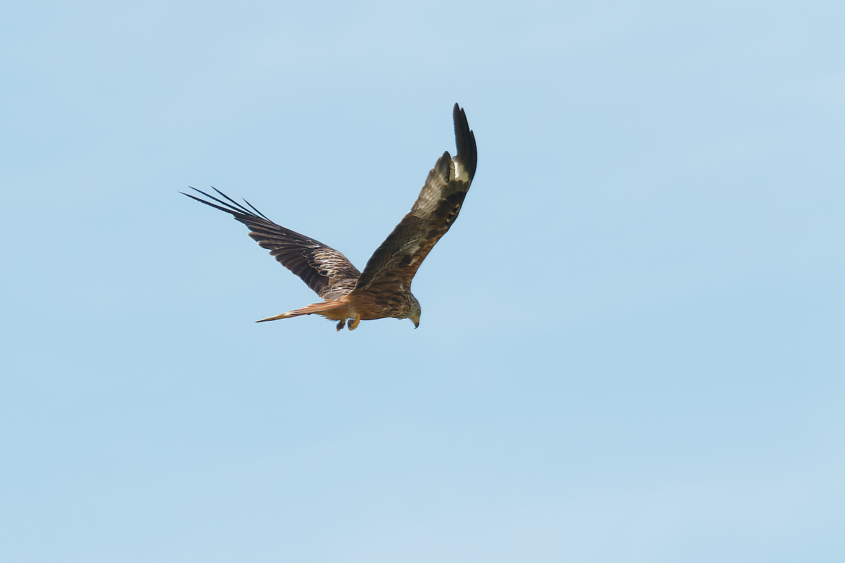 N7094544nikon.jpg