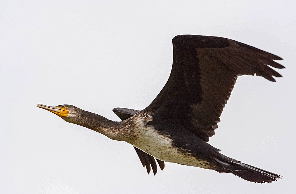 N71 9442 Kormoran