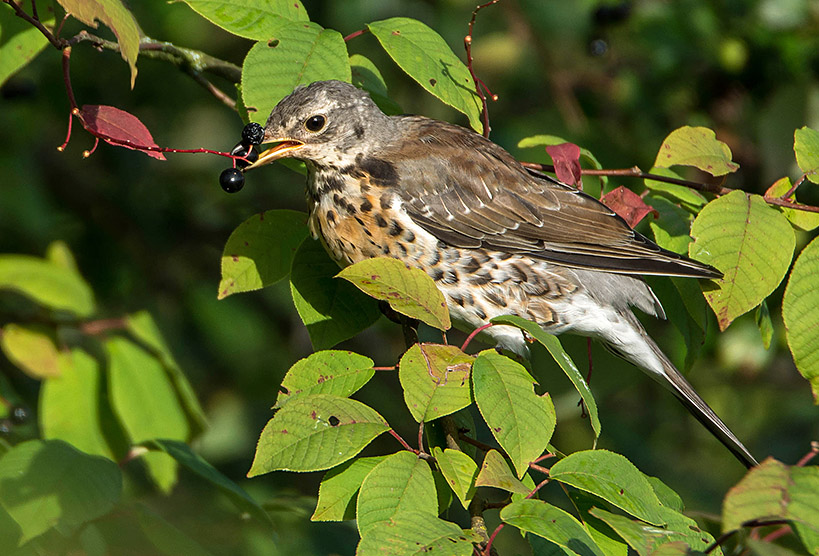 N71 9739 Wachholderdrossel