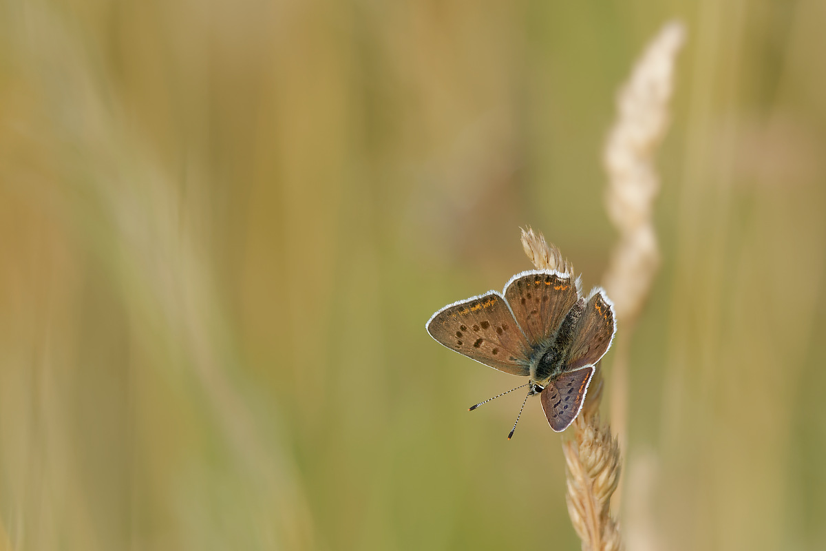 N7103614nikon.jpg