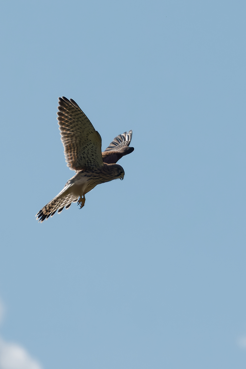 N7114991nikon.jpg