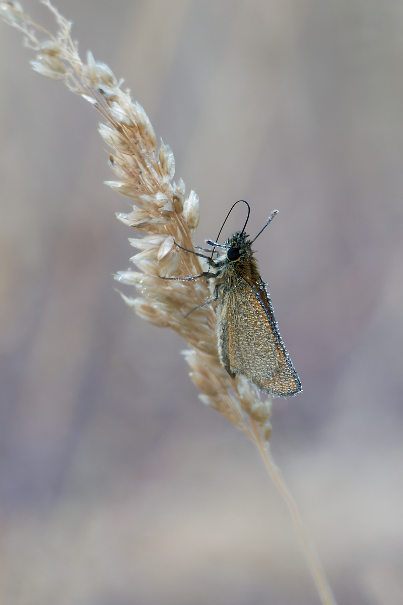 N7145453nikon.jpg