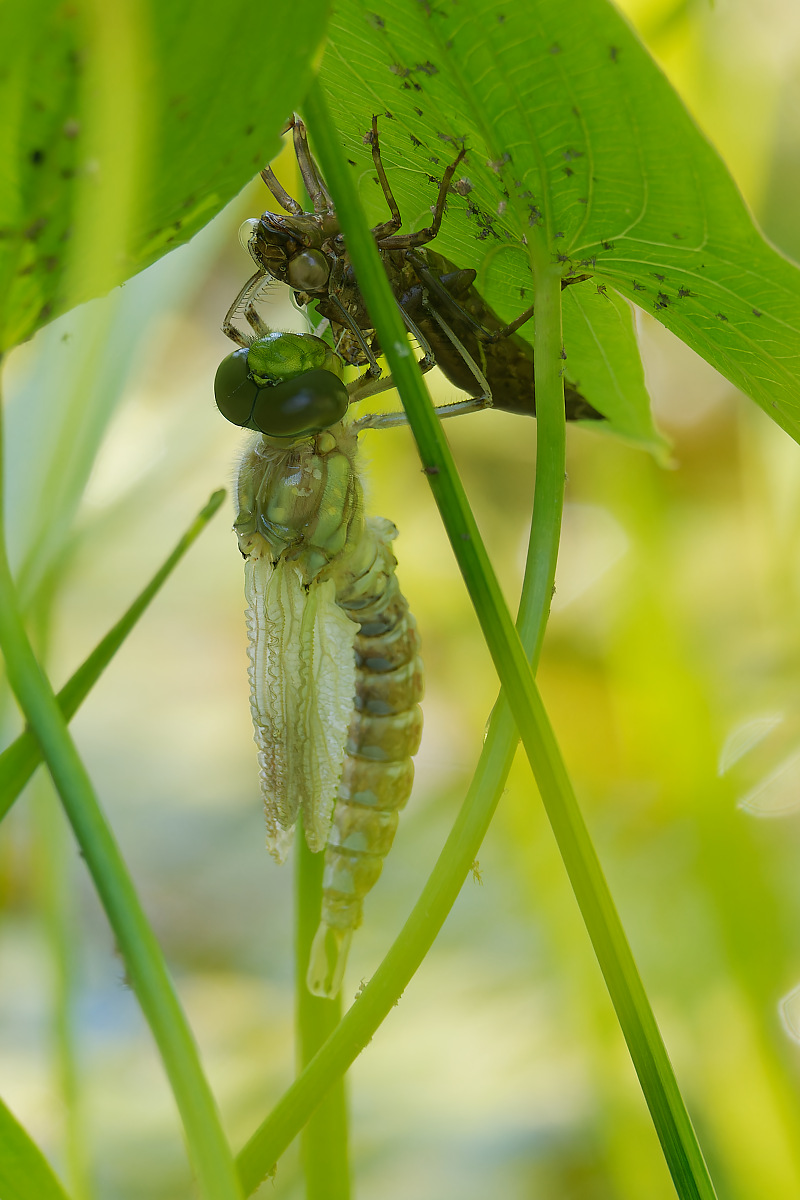 N7153774nikon.jpg
