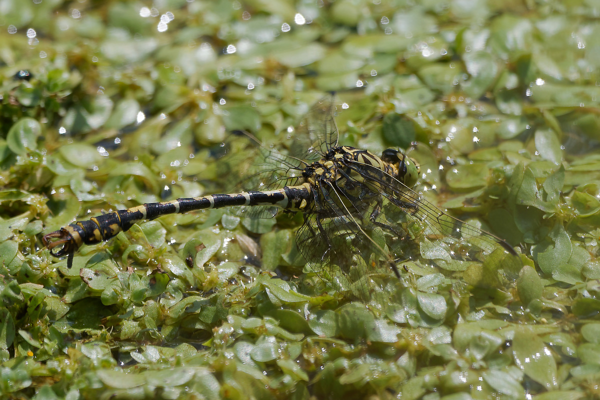 N7174019nikon.jpg