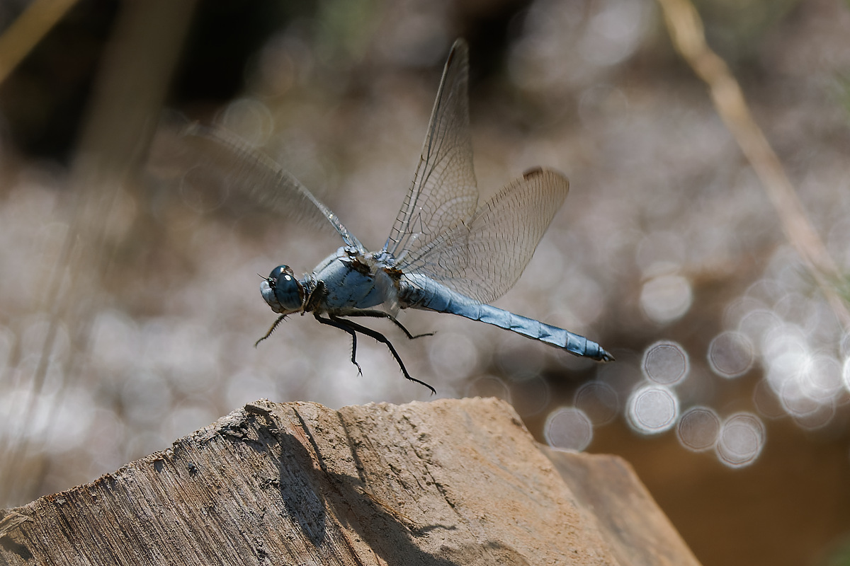 N7174056nikon.jpg
