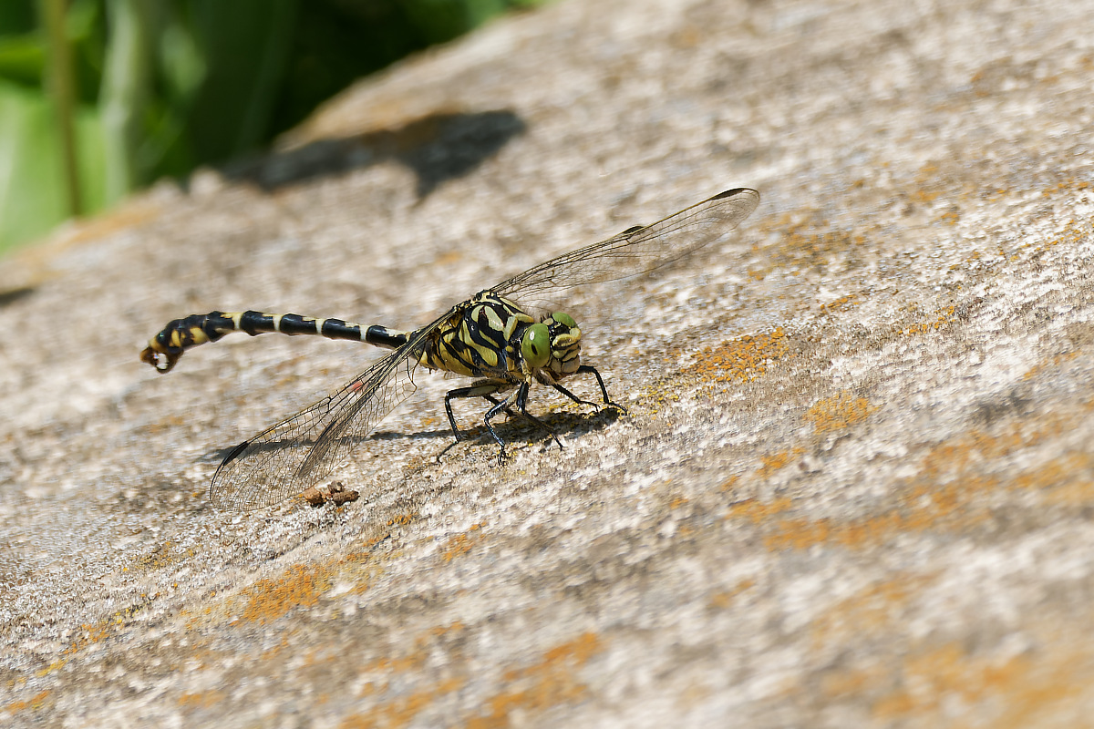 N7174078nikon.jpg