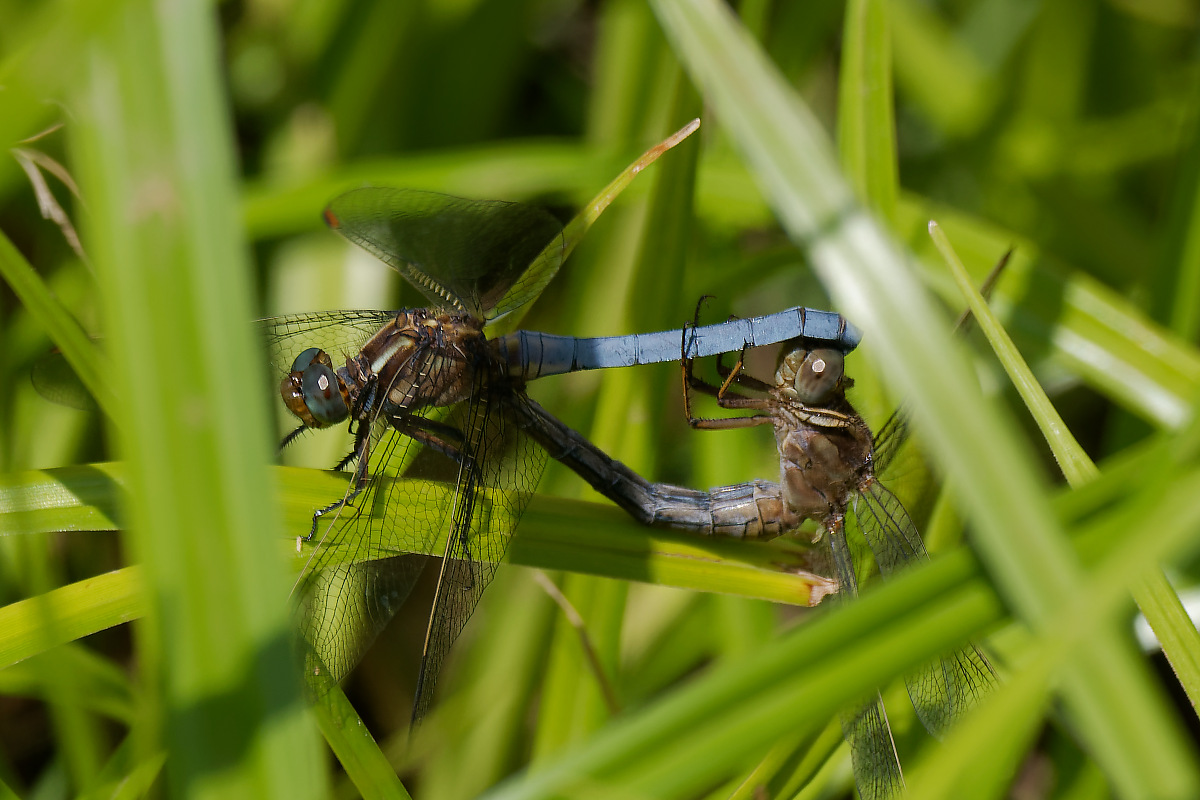 N7174091nikon.jpg