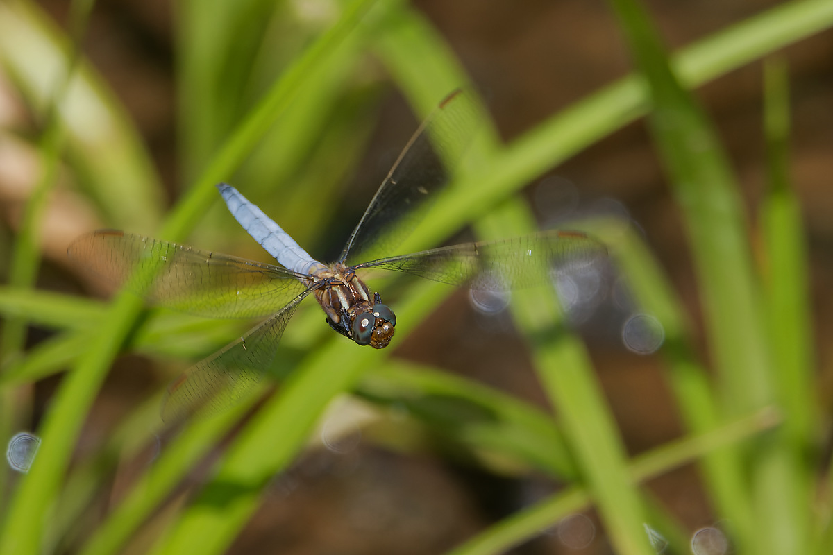 N7174106nikon.jpg