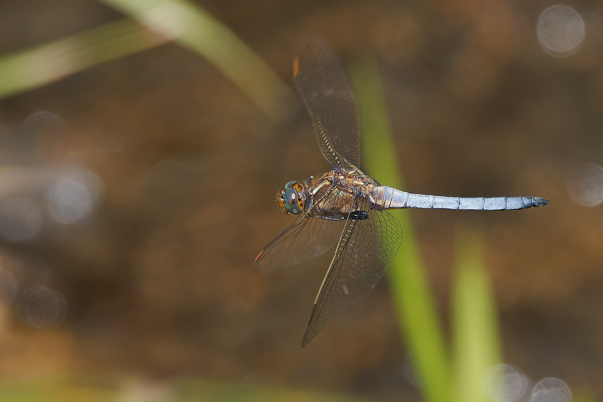N7174143nikon.jpg