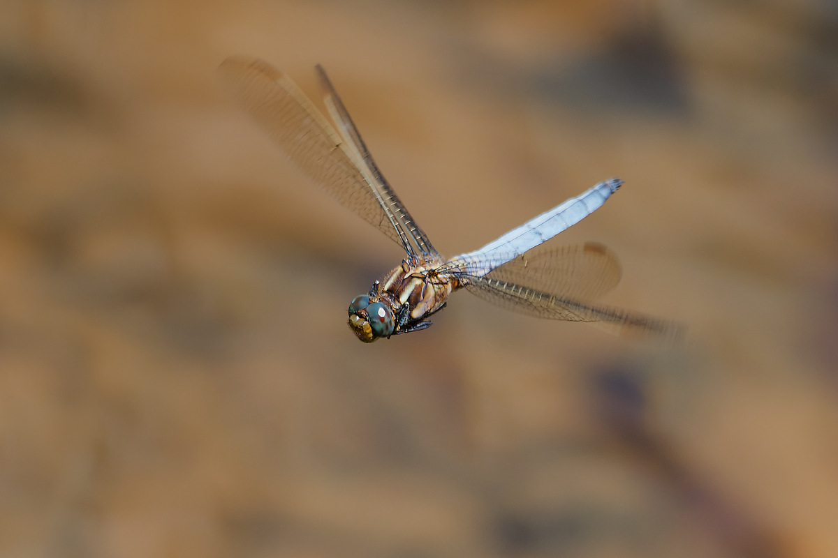 N7174327nikon.jpg