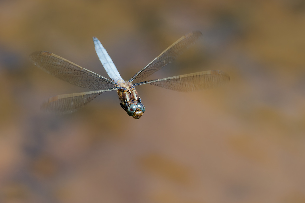 N7174330nikon.jpg