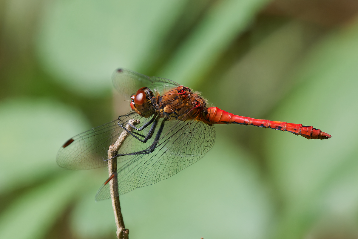 N7185874nikon.jpg
