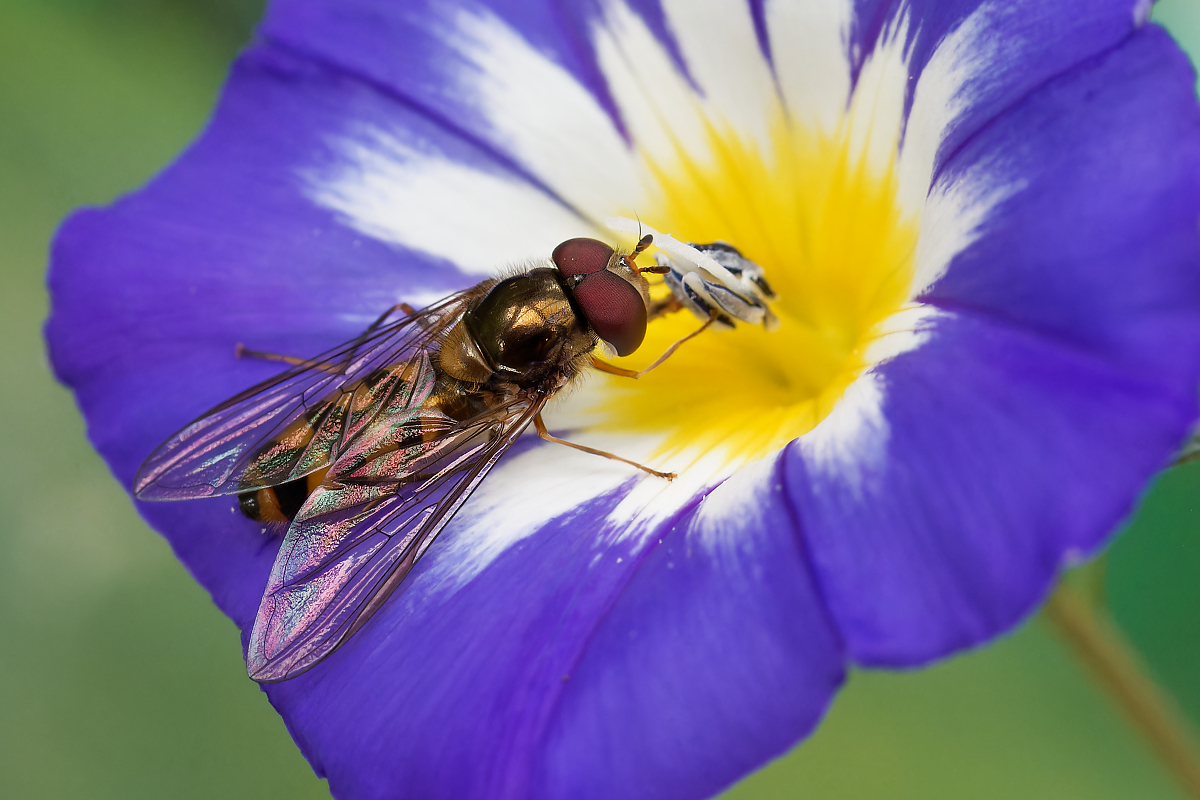 N7225920nikon.jpg