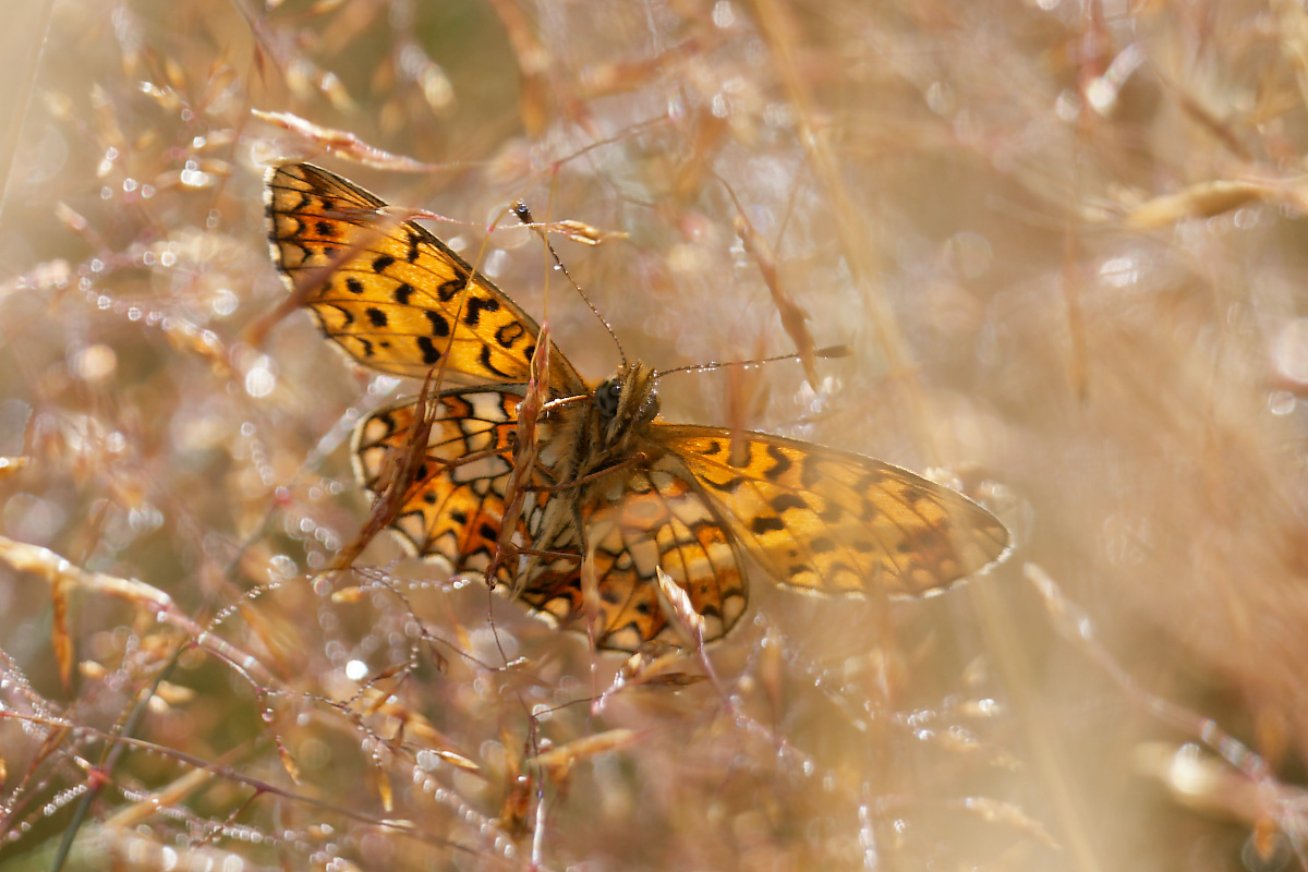 N7256184nikon.jpg