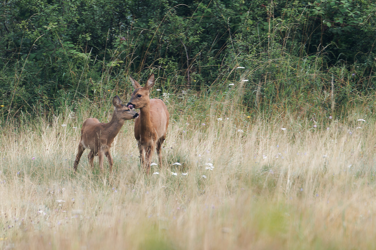 N7286469nikon.jpg