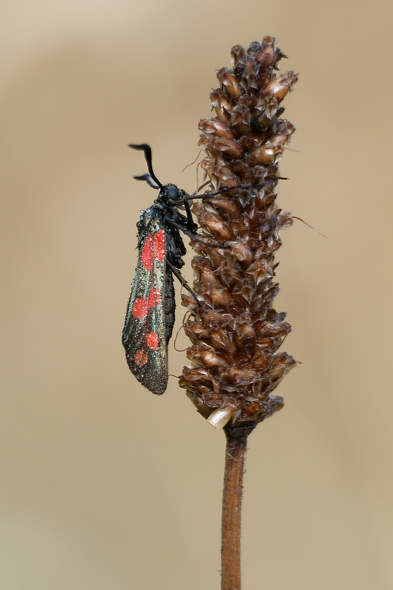 N7286623nikon.jpg